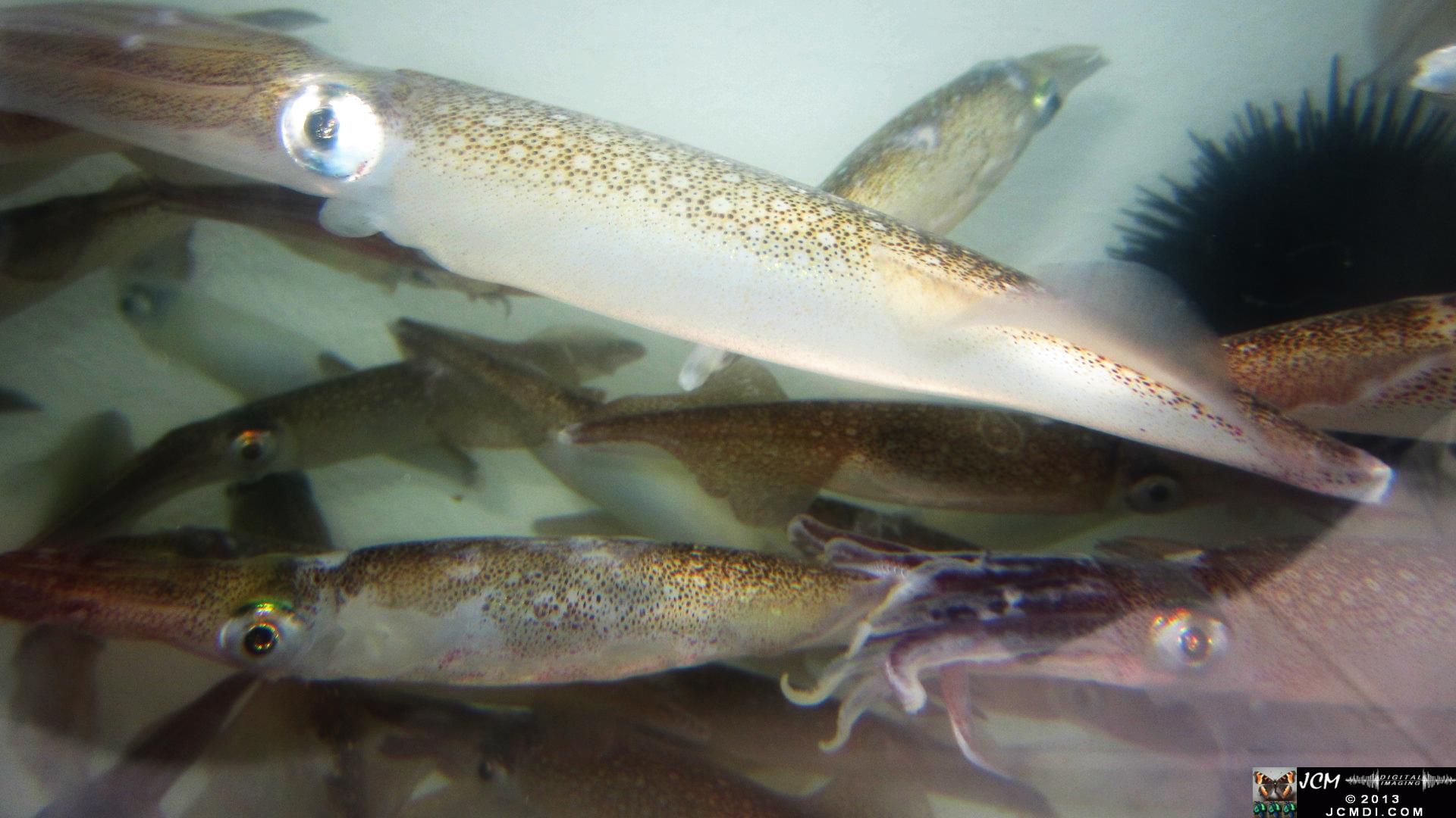 Strange little monsters � Opalescent Squid in bait tank